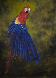 Ara écarlate 2, 2009 (acrylique sur lin)