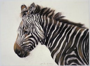 Zèbre, 2002 (fusain et craie) - Odile Kidd