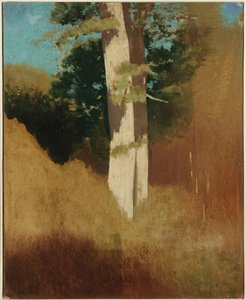 Arbre avec Ciel Bleu