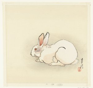 Lapin blanc
