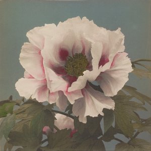Pivoine arbustive - Ogawa Kazumasa