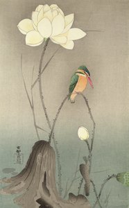 Un martin-pêcheur et un lotus