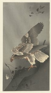 Aigle guettant une proie