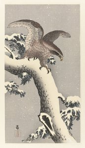 Aigle sur un pin enneigé