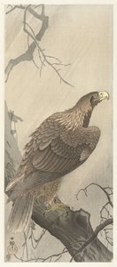 Aigle sur une branche