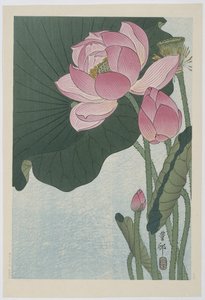 Lotus en fleurs