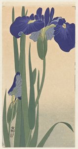 Iris bleus, 1900-30 - Ohara Koson