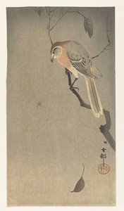Pie-grièche à tête brune et araignée