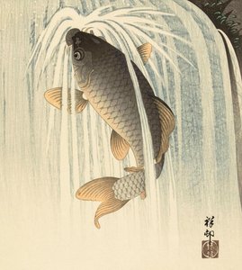 Carpes sous une cascade, par l