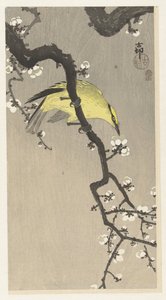 Loriot chinois sur une branche de prunier - Ohara Koson