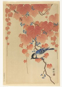 Mésange charbonnière sur une branche de paulownia