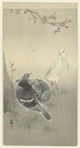 Trois pigeons apprivoisés