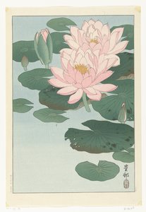 Nénuphar en fleur - Ohara Koson