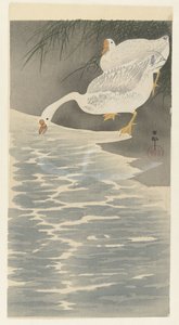 Oies au bord de l