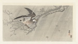 Étourneau gris dans la tempête
