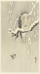 Faucon avec moineau capturé