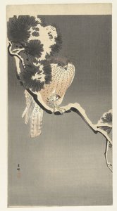 Faucon avec moineau