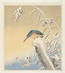 Martin-pêcheur dans la neige