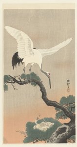 Grue japonaise sur une branche de pin