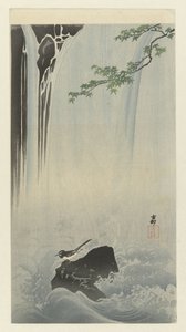 Bergeronnette japonaise près d