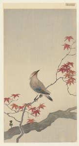 Jaseur du Japon sur érable - Ohara Koson