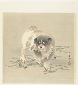 Jeune chien