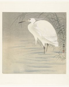 Petite aigrette