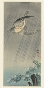 Coucou dans la tempête