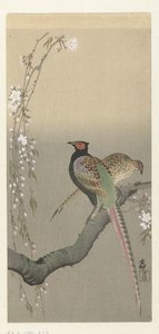 Couple de faisans et fleurs de cerisier