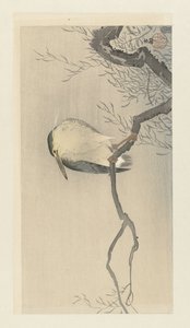 Canard sur une branche sinueuse