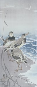 Trois bécasseaux au bord de l