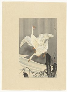 Deux oies près d