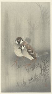 Deux moineaux sous la pluie