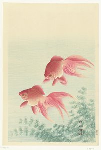 Deux poissons rouges à queue de voile