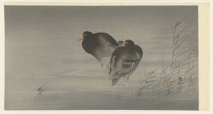 Deux poules d