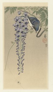 Gobemouche près de glycine - Ohara Koson