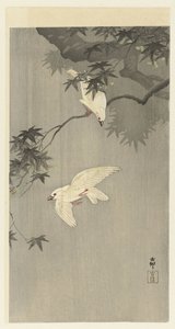 Oiseaux sous la pluie