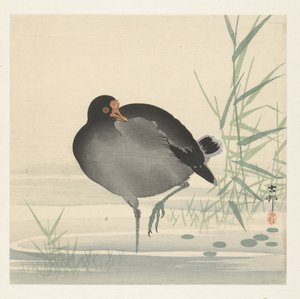 Gallinule