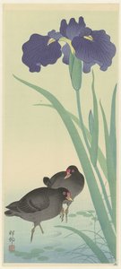 Poule d