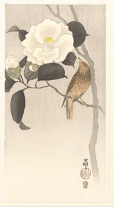 Oiseau chanteur et camélia en fleurs