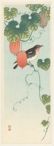 Oiseau chanteur dans une plante de concombre