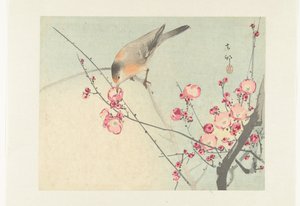 Oiseau chanteur sur une branche en fleurs