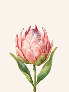 Fleur de protéa rose - Ohkimiko