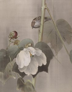 Hibiscus dans la pluie, vers 1891-92 - Okada Baison