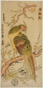 Faisan doré (Kinkeicho) - Okumura Masanobu