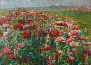Coquelicot en fleur - Olga Wisinger Florian