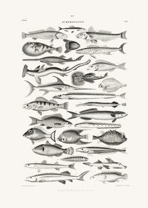 Sealife I - Oliver Goldsmith