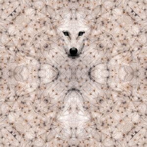 Semi lupus, 2023 (technique mixte numérique)