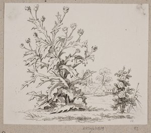 Le chardon et la rose