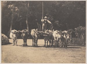 Équipe de six bœufs avec leur conducteur
